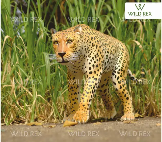 Leopord.webp