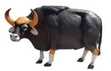 gaur.webp