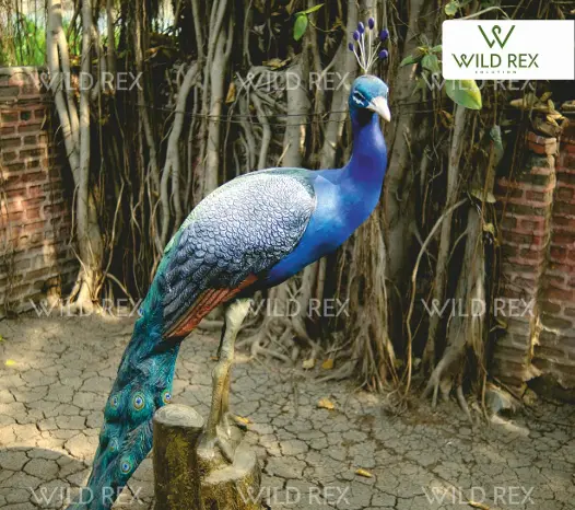 Peacock.webp