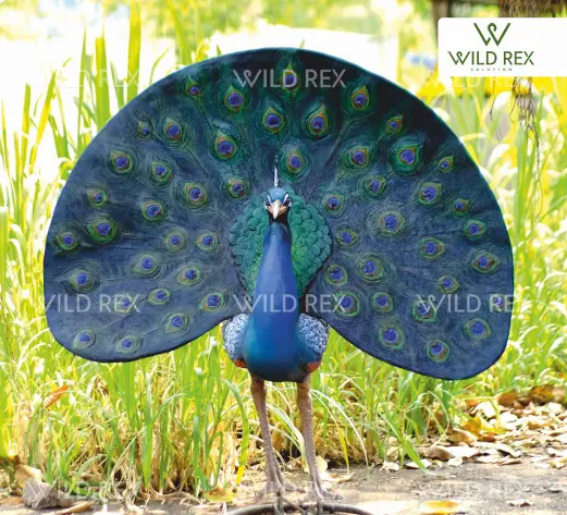 Peacock.webp