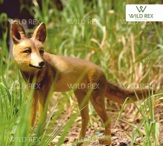 Fox 