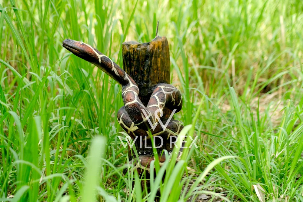 Indian Python 